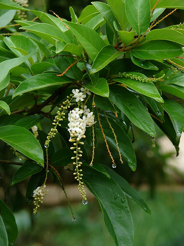 บุหง่าส่าหรี 	 Citharexylum spinosum L. <br/>Verbenaceae